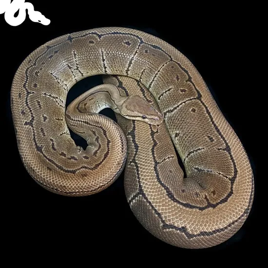 Snow Ball Python Snake Pinstripe Double Het Snowball Ball Python by Bloodlines by Rich Macias