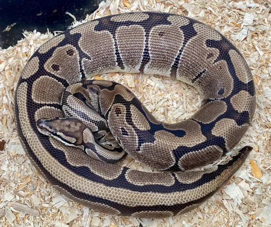 Dinker Ball Python by Next Generation Morphs