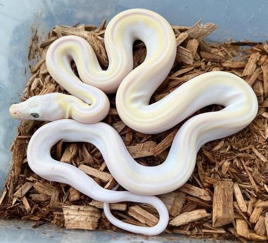 Sunfire Retic Morph Cow Poss Sunfire 50% Het Purple Albino #1 Reticulated Python by Next ...