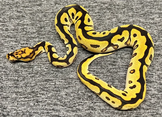 OD(YB) Spotnose Clown Ball Python by Next Generation Morphs