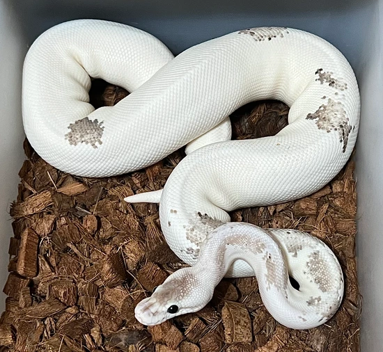 ♂ Pastel Gray Matter Ball Python by Next Generation Morphs