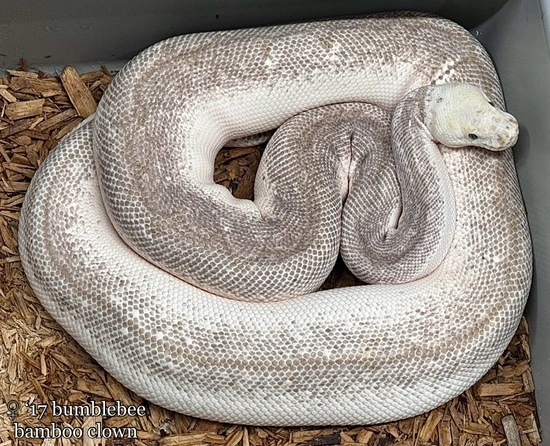 Bumble Bee Bamboo Clown Ball Python by Next Generation Morphs
