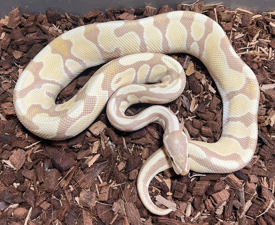 Blood Python Lavender Morph Lavender Albino, Candy/toffee, Banana? Ball Python by Next Generation ...