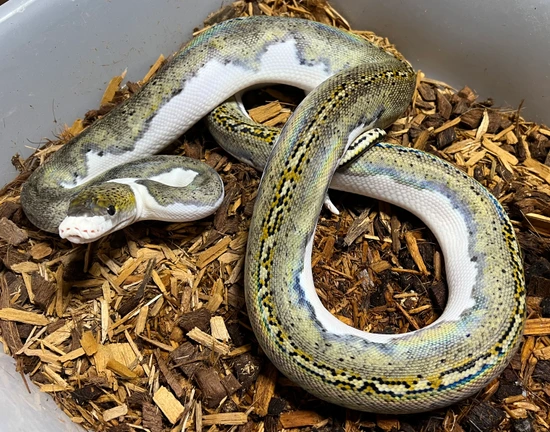 Pied Het Caramel Reticulated Python by Next Generation Morphs