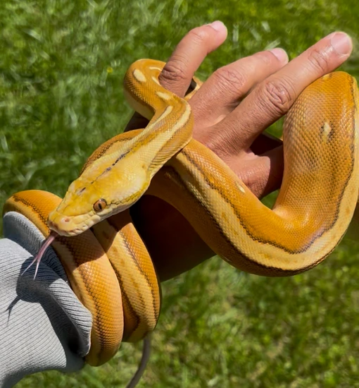 OGS Sunfire 50% Het Purple Albino #7 Reticulated Python by Next ...