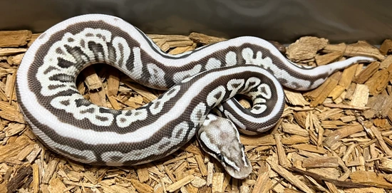 Zorro (Pastel Lesser Leopard Spotnose) VPI Axanthic Ball Python by Next ...