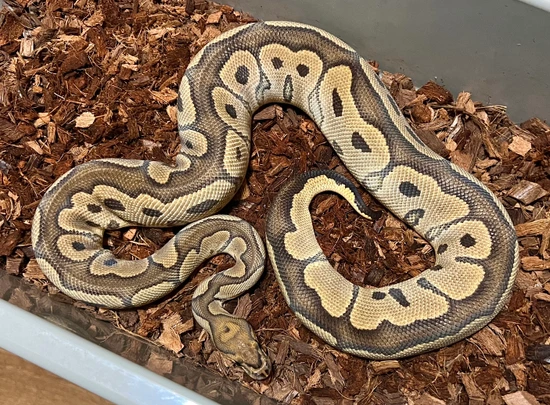 Clown Ball Python by Next Generation Morphs