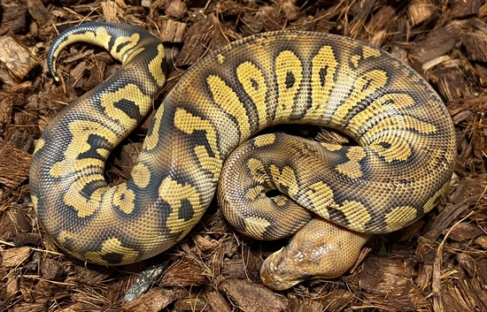 Stranger Clown Ball Python by Next Generation Morphs