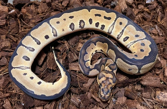 Clown Ball Python by Next Generation Morphs