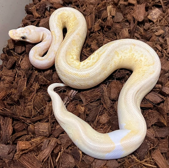 Nuclear Cinnamon YB Powerball Ringer Clown Ball Python by Next ...
