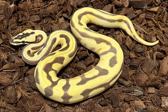 Firefly ODYB (Super) Enchi (Super) Leopard Ball Python by Next ...