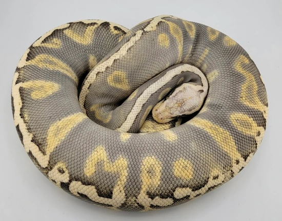 Super Pastel Super GHI Ball Python by Next Generation Morphs