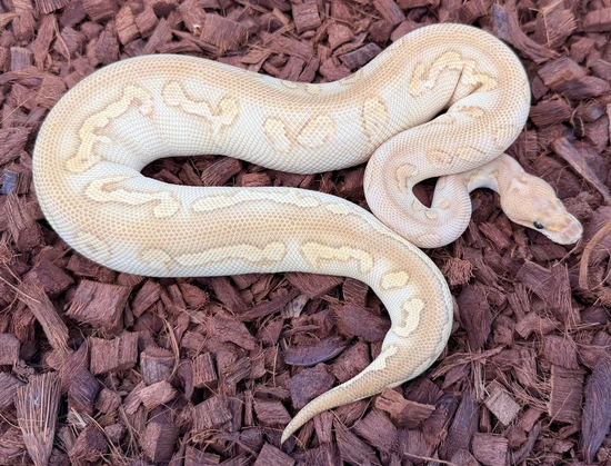 Stranger Black Pastel Nuclear Clown Ball Python by Next Generation Morphs