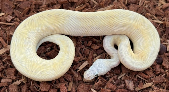 Super Emperor Pin Fire (Super) Leopard (OD) Ball Python by Next ...