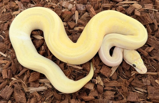 Emperor Pin Enchi Leopard (OD) DG Ball Python by Next Generation Morphs