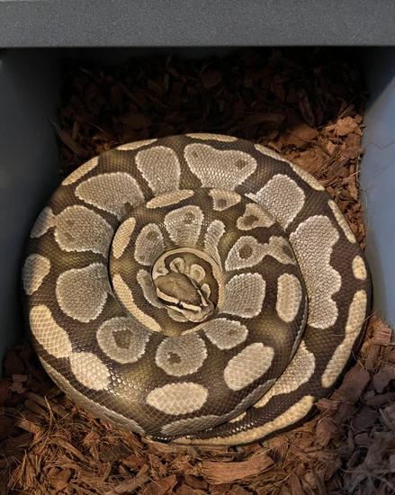 Proven Breeder Fire Ball Python by Blue and Gold Exotics