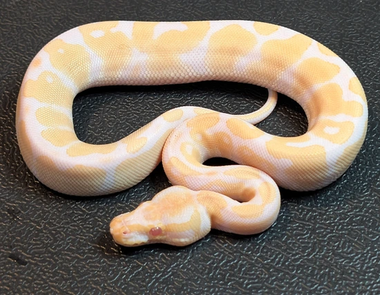 Albino Ball Python by Blue eyes python