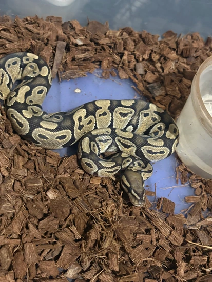 Female Blue Ball Python Hypo Ball Python by Blue Balls