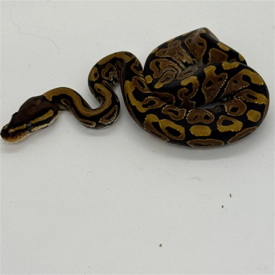 Normal Ball Python by MonoMorphs Reptiles
