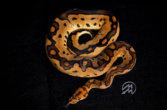 Probable - Black Head Clown Ball Python by Maddox Morphs
