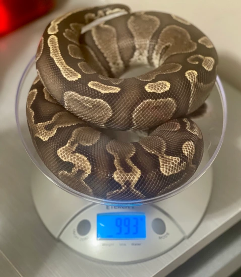 GHI Pos Het Monsoon Ball Python by Maddox Morphs