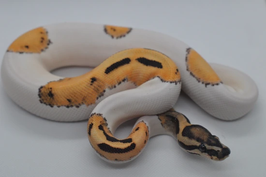 Orange Dream Leopard Desert Ghost Pied Ball Python by Maddox Morphs
