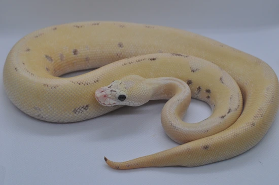 Pastel Enchi Leopard Spotnose Pos Fire Desert Ghost Clown Ball Python ...