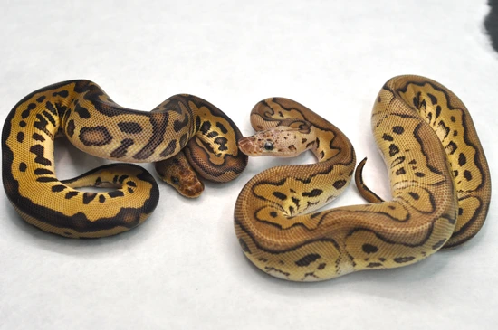 .2 Clown Het Pied Het Desert Ghost Ball Python by Maddox Morphs