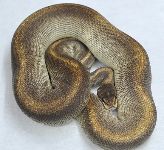 1.1 Black Head Hypo Project Ball Python by Maddox Morphs
