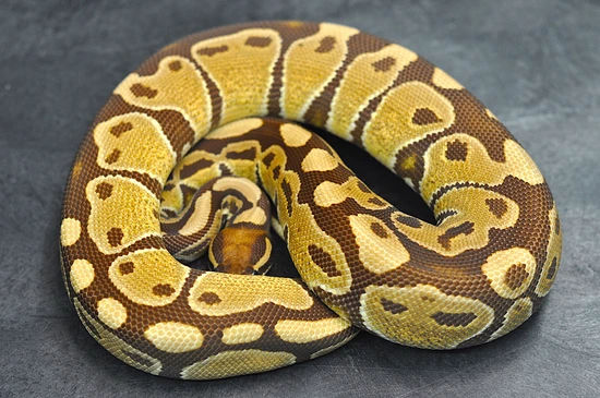2024 Monarch Ball Python by Maddox Morphs