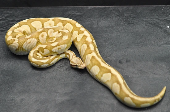 RTB - Pastel Lesser Monarch Het Clown Ball Python by Maddox Morphs