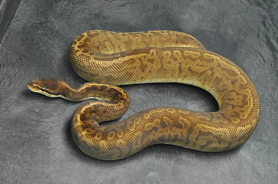 Leopard Sunset Pos Orange Dream Ball Python by Maddox Morphs