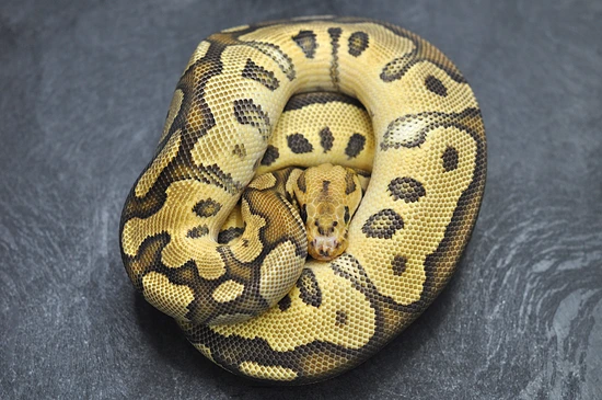 Genetic Stripe Desert Ghost Clown Project Ball Python by Maddox Morphs
