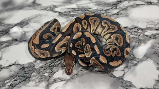 Black Pastel Arroyo Ball Python by BND Morphs