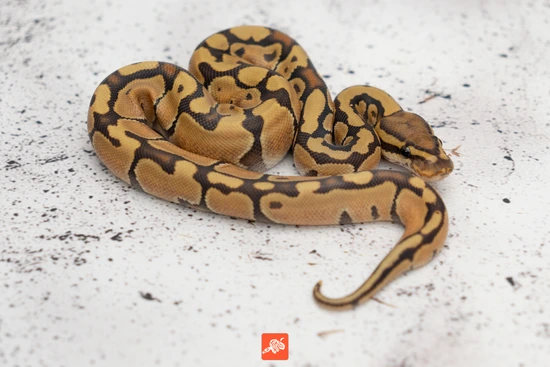 Enchi Hypo Het Rainbow Ball Python by Nixon Reptiles