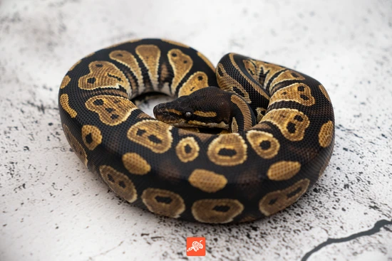 (Hurricane) Blackhead DH Hypo Rainbow Ball Python by Nixon Reptiles