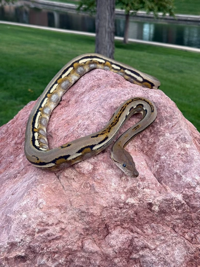 Genetic Abnormal Reticulated Python Genetic Stripe Sunfire Reticulated Python by BoaQueen