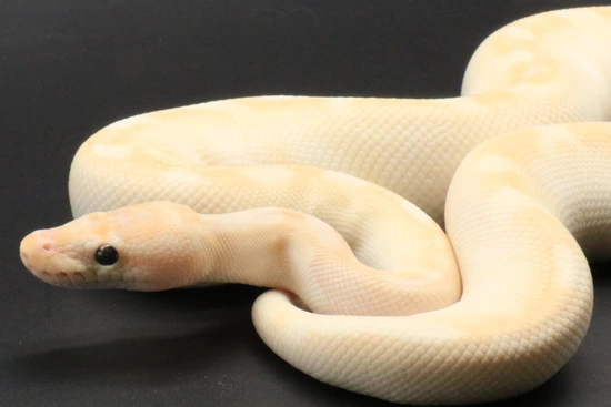 ** PAIR ** Super Special OD RS Ball Python by Creation Collective