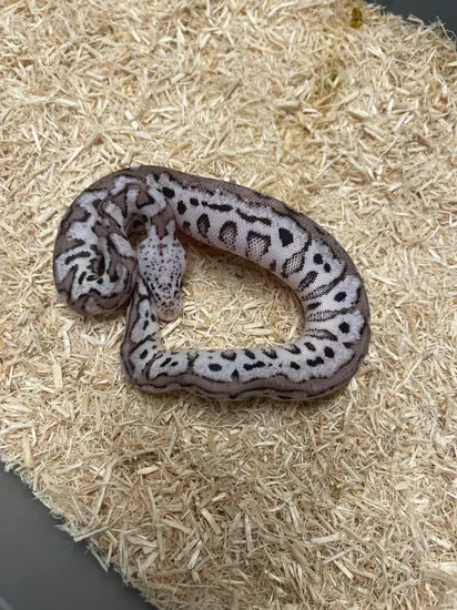 Pink Ball Nose Python Pastel Spot Nose VPI Axanthic Clown Ball Python by Boa Basement