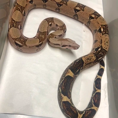 Inside Boa 3 Males - 1 Auction - Details Inside! Boa Constrictor by Boaffliction.com