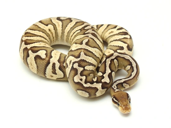 Zebra Mojave Pastel Ball Python by Boa Republic