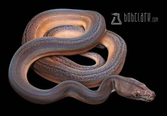 Ogs Tiger Reticulated Python Golden Child Het OGS Reticulated Python by Bob Clark Reptiles