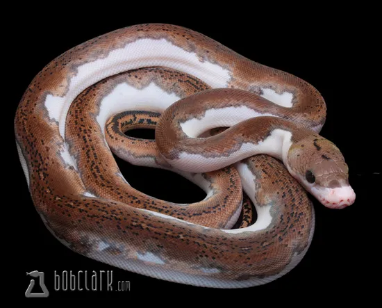 Motley Pied Het Purple Albino Reticulated Python by Bob Clark Reptiles