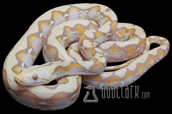 Renick Ghost Reticulated Python by Bob Clark Reptiles