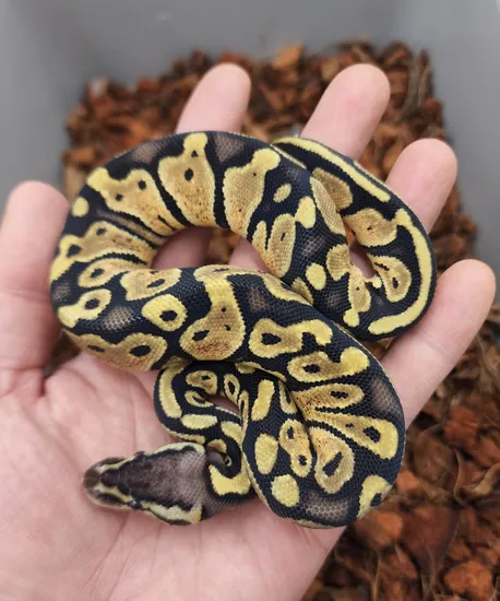 Dodgeball Python's Pastel Dh Dg Pied Ball Python by Bobs Balls