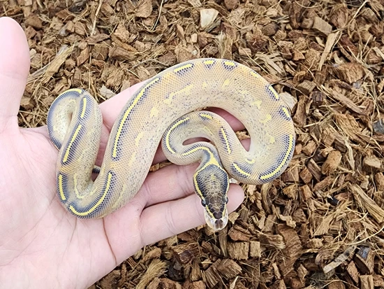 Highway Ball Python by Bobs Balls