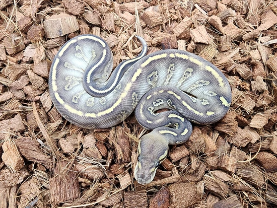 Super Vudoo Lesser Chocolate Het Hypo Ball Python by Bobs Balls