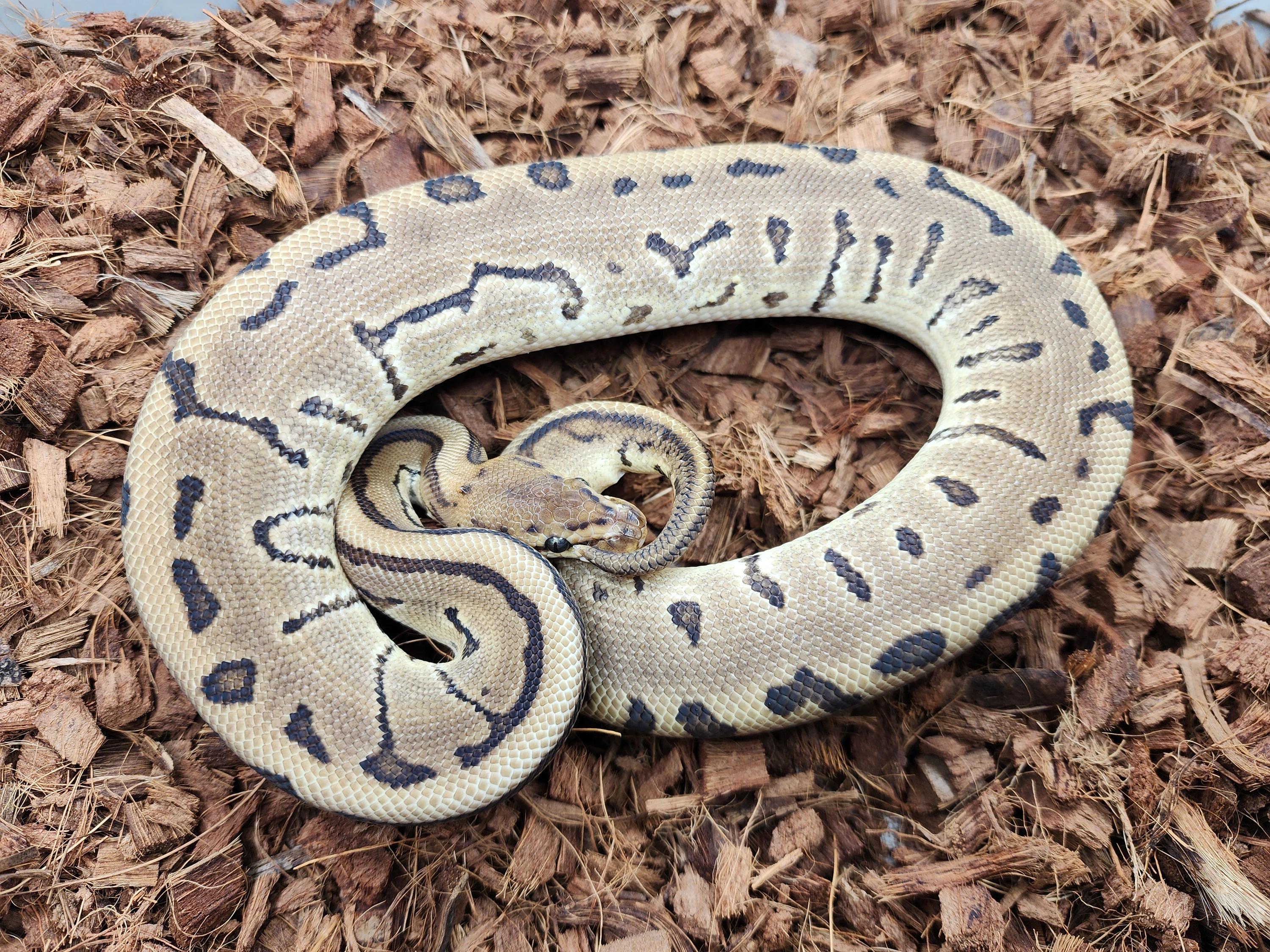 Leopard Pin Triple Het Dg Clown Vpi Axanthic Ball Pythons by Bobs