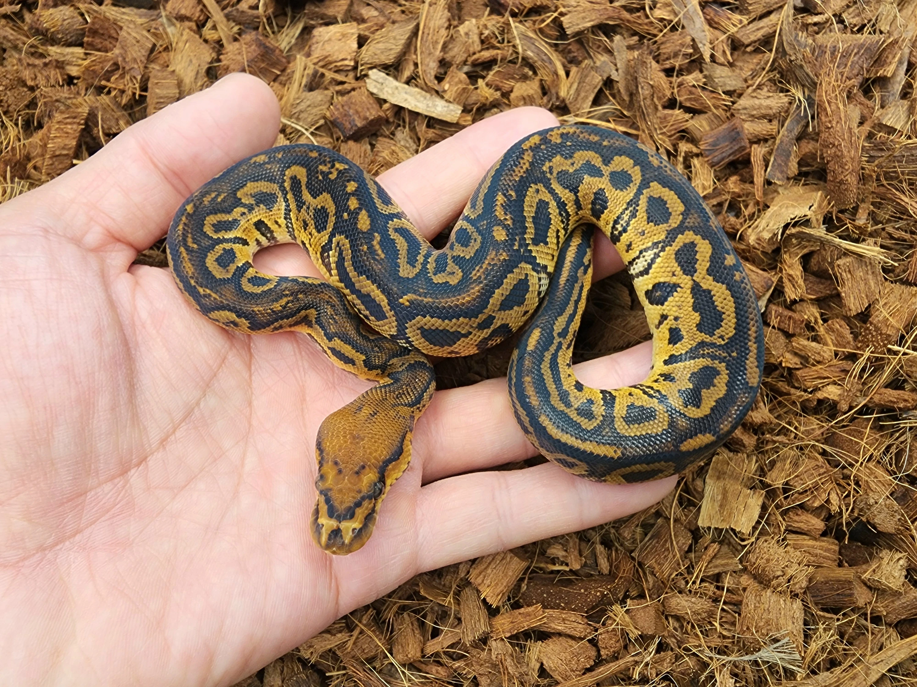 Super Vudoo Clown Ball Pythons by Bobs Balls - MorphMarket