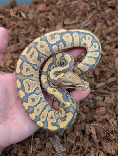 Fire Mandarin Hypo Ball Python by Bobs Balls